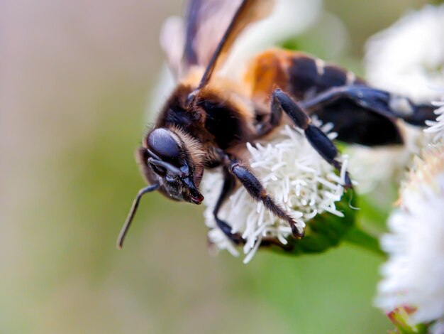 Foto primer plano de la polinización de las abejas en una flor