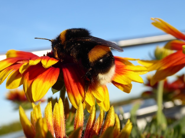 Foto primer plano de la polinización de las abejas en una flor