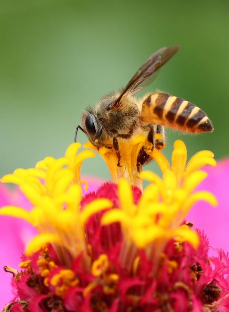 Primer plano de la polinización de las abejas en una flor