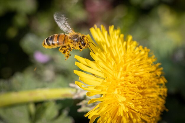 Foto primer plano de la polinización de las abejas en una flor