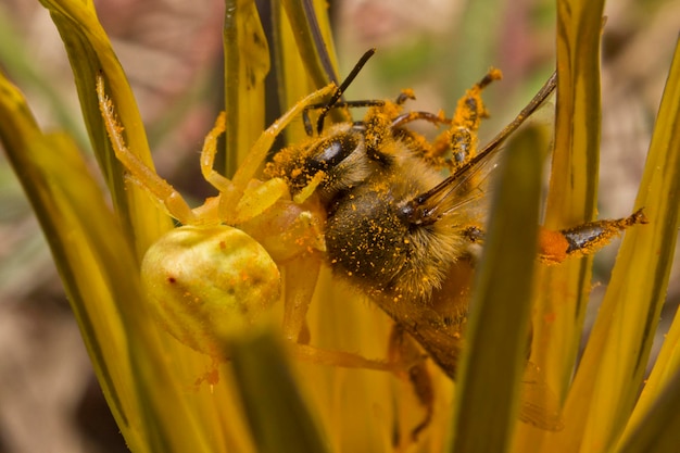 Primer plano de la polinización de las abejas en una flor