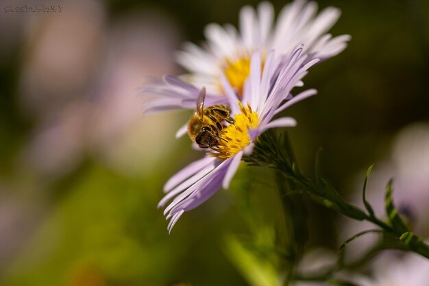 Foto primer plano de la polinización de las abejas en una flor