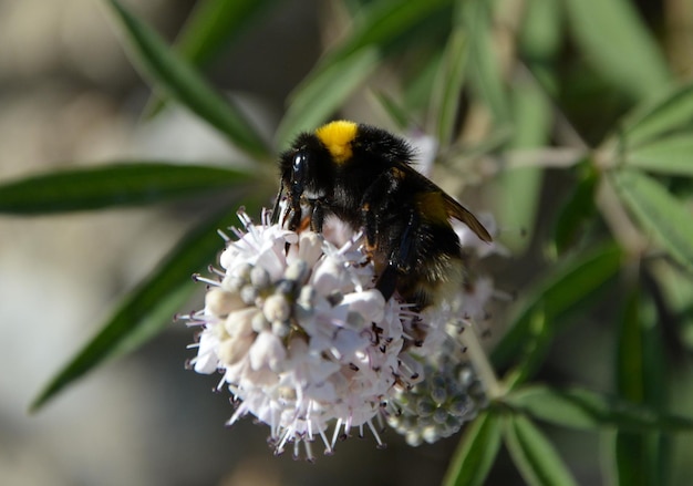 Primer plano de la polinización de las abejas en una flor