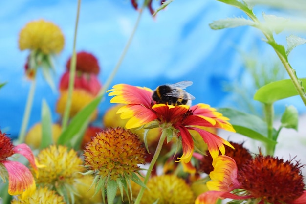 Foto primer plano de la polinización de las abejas en una flor