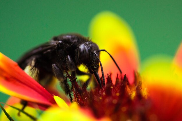 Foto primer plano de la polinización de las abejas en la flor