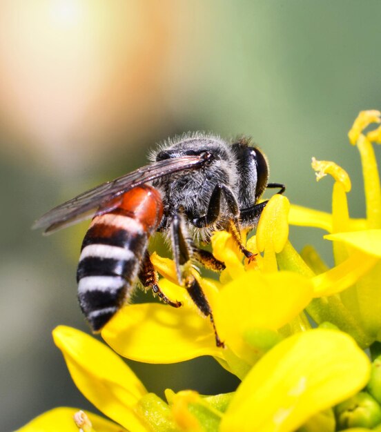 Foto primer plano de la polinización de las abejas en la flor