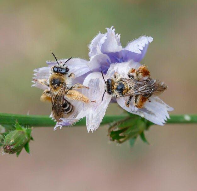 Primer plano de la polinización de las abejas en la flor