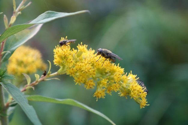 Foto primer plano de la polinización de las abejas en una flor