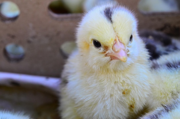 Foto un primer plano de un pollito