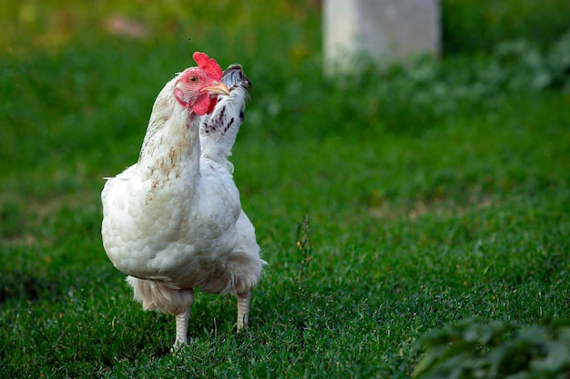 Primer plano de pollo blanco sobre un fondo de hierba..