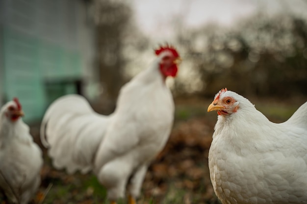 Un primer plano de pollo en el campo.