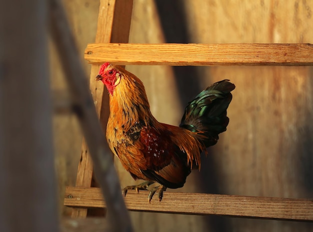 Primer plano de un pollo en una escalera de madera