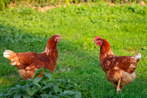 Primer plano de pollo rojo sobre un fondo de hierba.