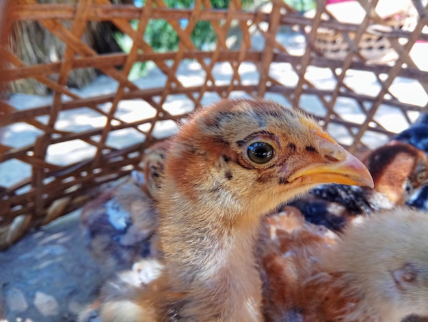 Foto un primer plano de pollo