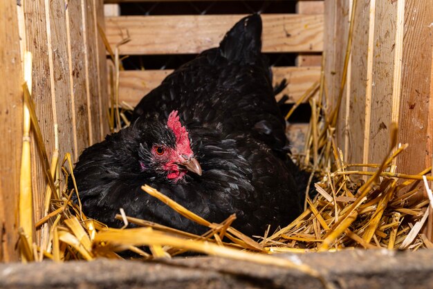 Foto primer plano de un pollo