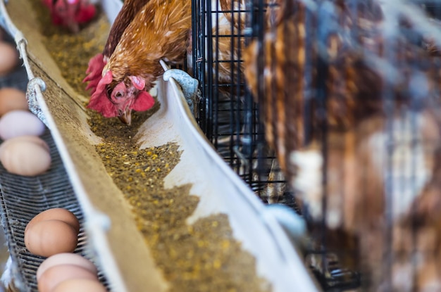 Foto un primer plano de un pollo