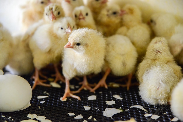Primer plano de pollos pequeños por huevo en la granja