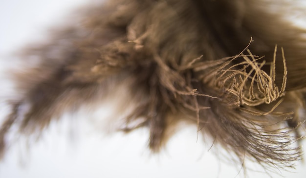 Un primer plano del polvo de plumas de avestruz