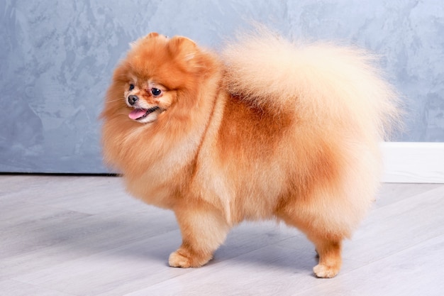 Primer plano de Pomerania de pie sobre una pared gris con un hermoso corte de pelo.