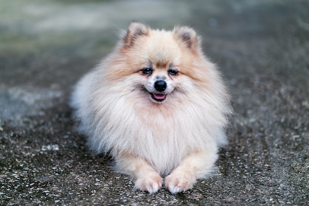 Primer plano de Pomerania