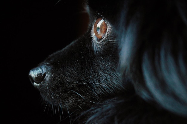 Primer plano de un pomeraniano negro mirando hacia otro lado en el cuarto oscuro