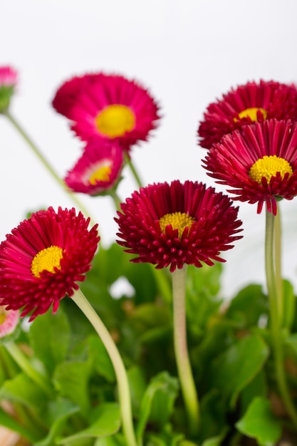 Primer plano de primavera rosa delicada pequeña flor de margarita bellis