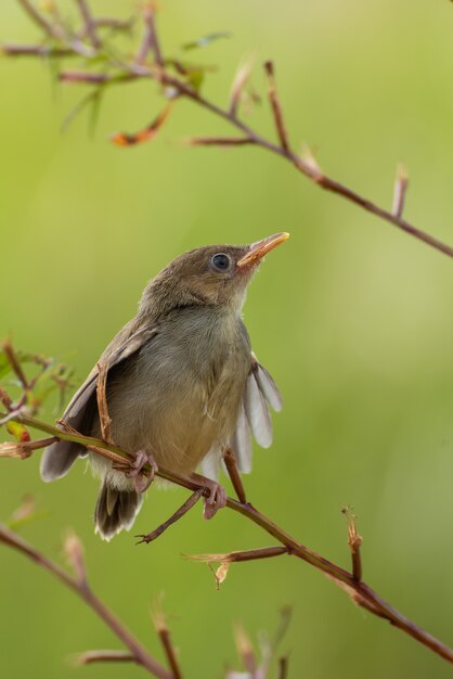 Primer plano de Prinia con alas de barra