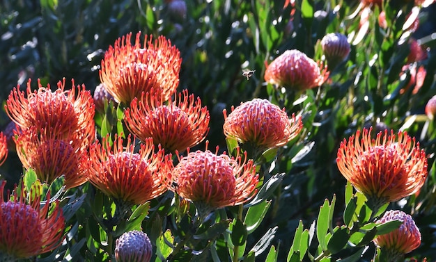 Primer plano de las proteas comunes del acerico