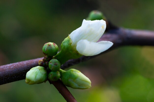 Primer plano de Prunus serrulata o cereza japonesa, un brote en una rama. El final del invierno, el concepto de una nueva vida en primavera