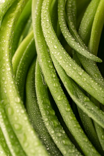 Primer plano de puerros verdes, gotas de agua, textura hermosa para menú vegetariano o recetas sobre comida saludable.