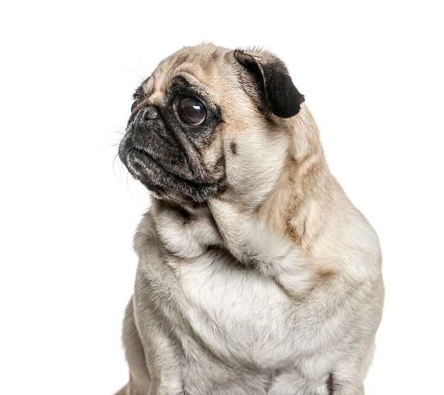 Primer plano de un pug mirando a otro lado, aislado en blanco