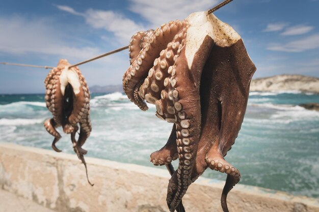 Foto primer plano de un pulpo colgando en la playa contra el cielo