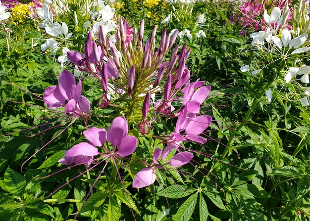 Primer plano de púrpura Cleome Spinosa o flor de araña que florece en el jardín