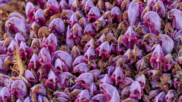 Primer plano con púrpura Lathraea clandestino Purple toothwort en estado natural y gotas de agua