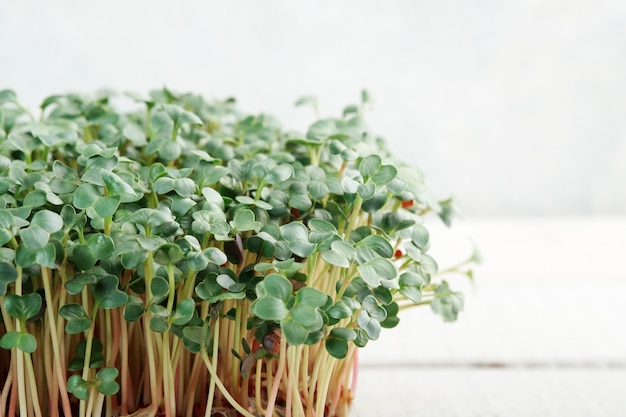 Primer plano de rábano microverde. Concepto de jardinería doméstica y vegetación creciente en interiores