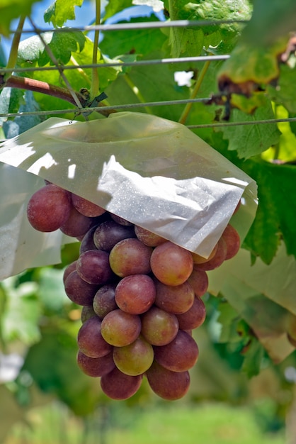 Primer plano de racimo de uvas de mesa en vid
