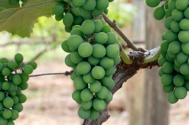 Primer plano de racimo de uvas en la vid