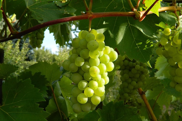 Primer plano de racimo de uvas