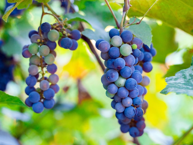 Primer plano de racimos de uvas rojas maduras en vid, cosecha