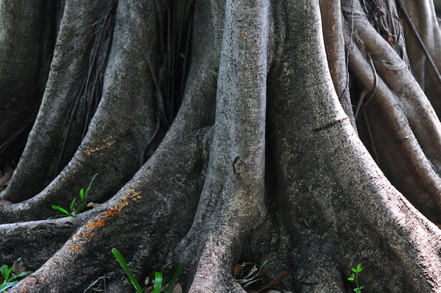 primer plano de las raíces del árbol en el bosque