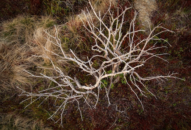 Foto primer plano de las raíces de los árboles en el campo en las montañas rodnei