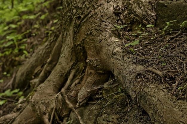 Primer plano de las raíces de los árboles gruesos en el primer bosque