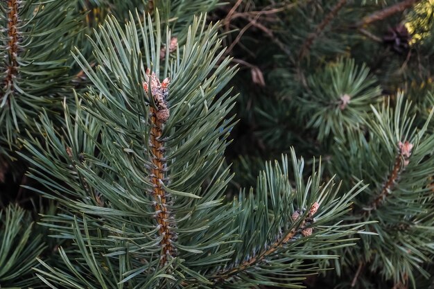 Primer plano de la rama de un árbol de abeto azul