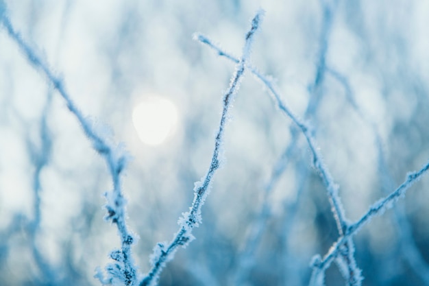 Primer plano de rama de árbol congelado. heladas en las plantas. paisaje de invierno: la nieve en la naturaleza