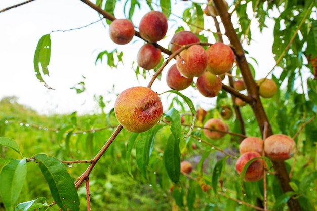 Primer plano, rama de un árbol de durazno con frutas jugosas rojas maduras en un jardín verde. Vitaminas de verano