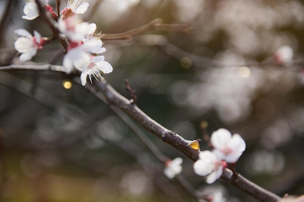 Primer plano de una rama de un árbol frutal de albaricoque en flor con cogollos hinchados y resina Principios de la primavera Concepto de botánica de jardinería Hermosa naturaleza