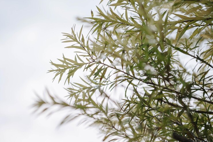 Un primer plano de la rama de un árbol con hojas verdes y el cielo de fondo