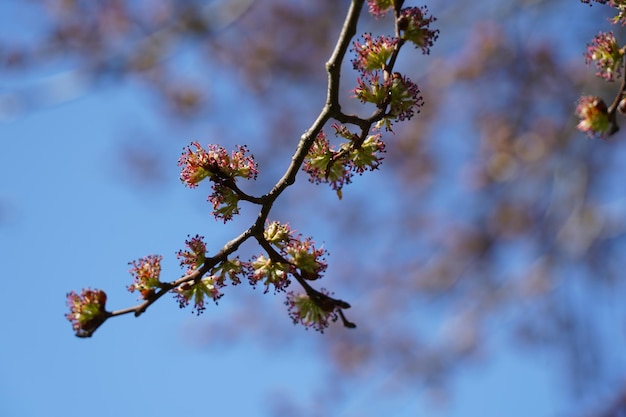 Un primer plano de una rama de un árbol de mármol rojo en flor en primavera