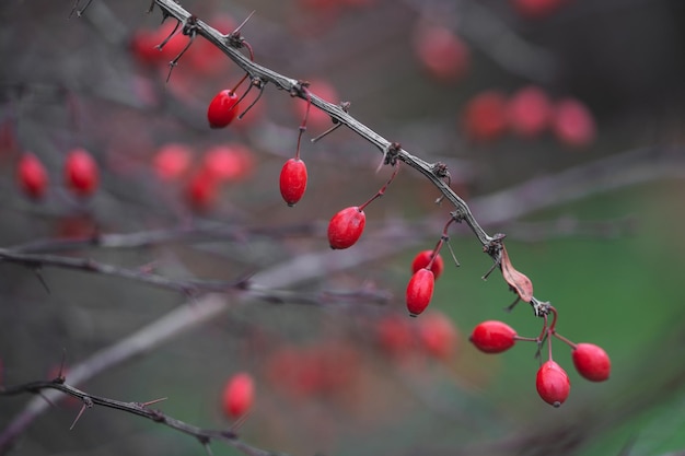 Primer plano de una rama con bayas de agracejo rojo