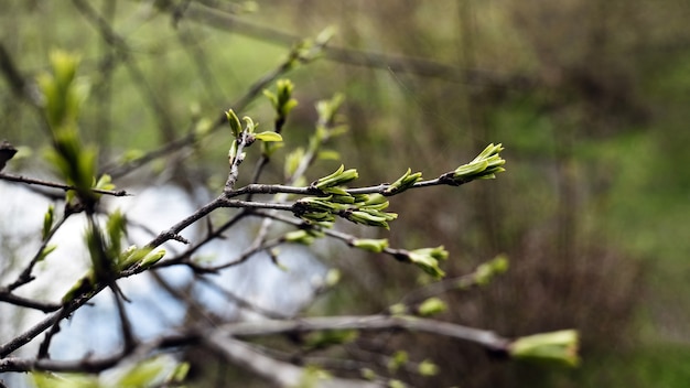 Primer plano de una rama con capullos en flor, principios de la primavera, el enfoque selectivo